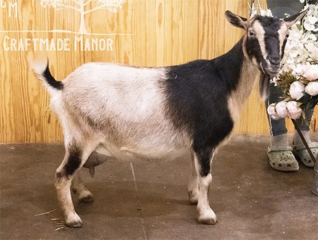 Craftmade Manor Hadley